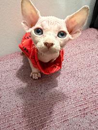 Sphynx