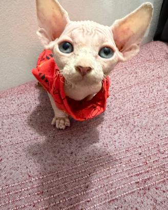 Sphynx