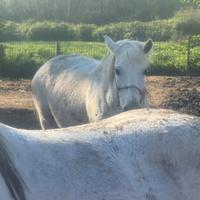 Cavalla bianca gravida con documenti