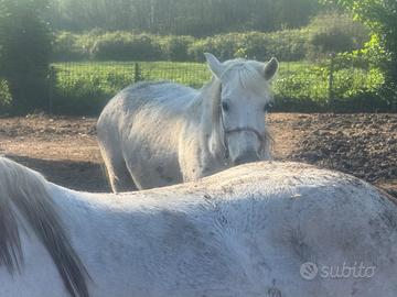 Cavalla bianca gravida con documenti