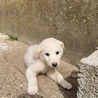 Cani futura taglia media