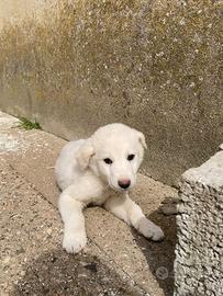 Cani futura taglia media