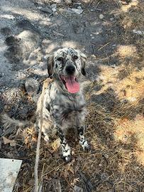 Setter inglese di un anno e mezzo per penna
