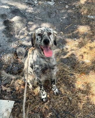 Setter inglese di un anno e mezzo per penna