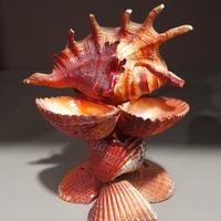 Articolo creativo con conchiglie