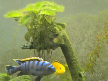 Stock 12 Ciclidi Malawi Labidochromis /Cynotilapia