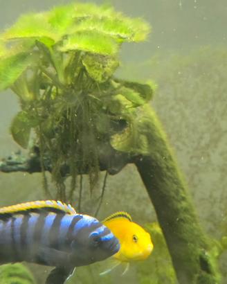Stock 12 Ciclidi Malawi Labidochromis /Cynotilapia