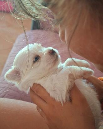 Cuccioli maltese