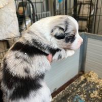 Pastore Australiano allevamento