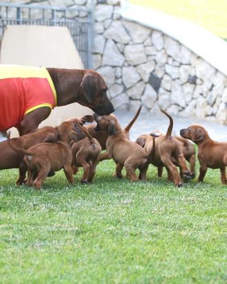 Cucciolata Rhodesian Ridgeback