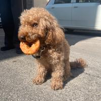 Accoppiamento monta barboncino toy con pedigree