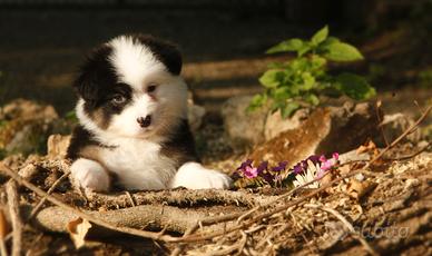 Cuccioli di pastore australiano
