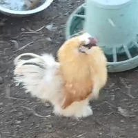 Galli e galline varie razze