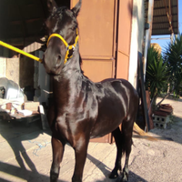 Puledro frisone 10 mesi