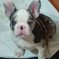 Bouledogue francese