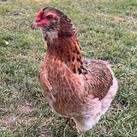 Galline Araucana
