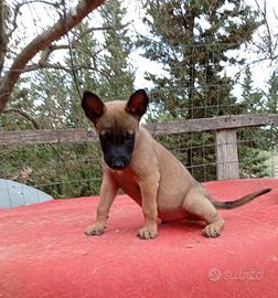 Pastore Belga Malinois