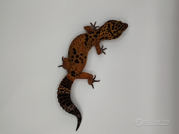 Geco leopardino