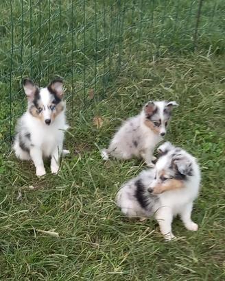 Pastore dello shetland il piccolo lassie