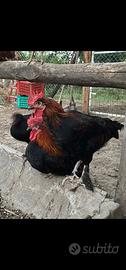 Marans
