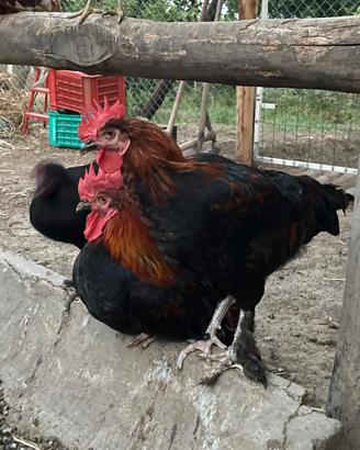 Marans