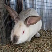 Coniglio california maschio