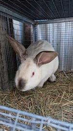 Coniglio california maschio