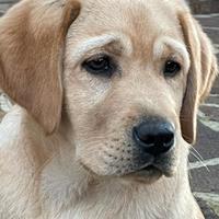 Labrador maschi miele 5 mesi
