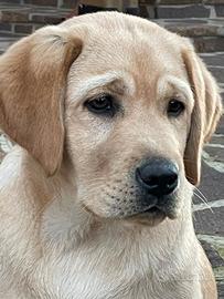 Labrador maschi miele 5 mesi