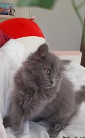 Cucciola British Blue