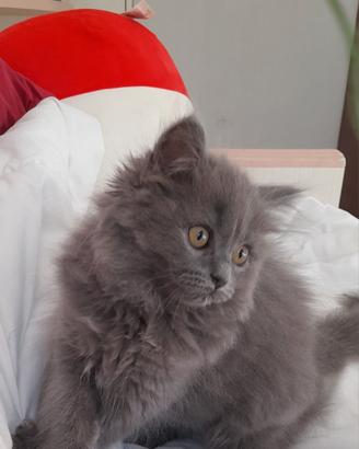 Cucciola British Blue Longhair
