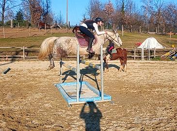 Mezza fida pony salto ostacoli
