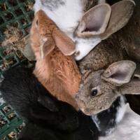 Coniglietti da compagnia