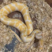 Pitone reale albino M