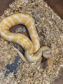 Pitone reale albino M