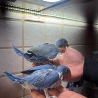 Parrocchetti dal collare viola