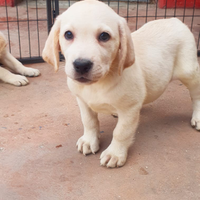 Labrador con pedigree Enci