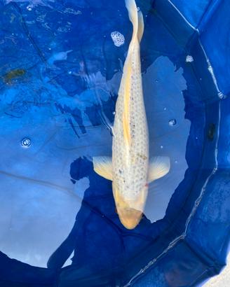 Carpa koi