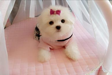 Maltese mini toy