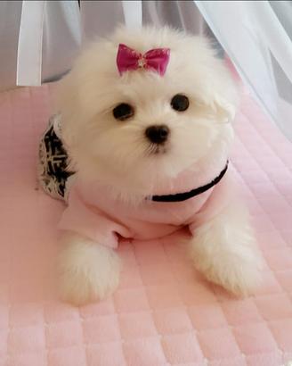 Maltese mini toy