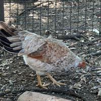 Galline e galli minohiki