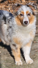 Cucciolona australian shepherd