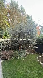 Albero ulivo
