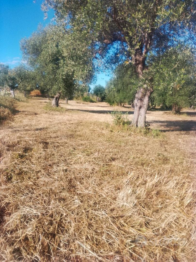 Terreno agricolo distante 500 metri da Triggiano - Vista 3