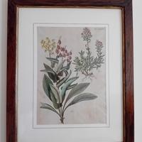 3 quadri stampa botanica