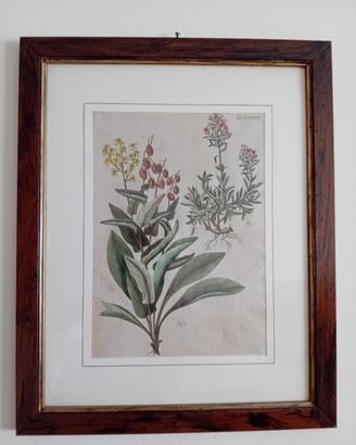 3 quadri stampa botanica