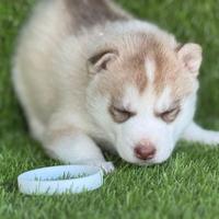 Husky