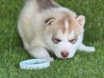 Husky