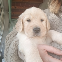 Cuccioli di Golden Retriever con Pedigree