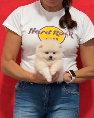 POMERANIA LINEE AMERICANE BIANCHI